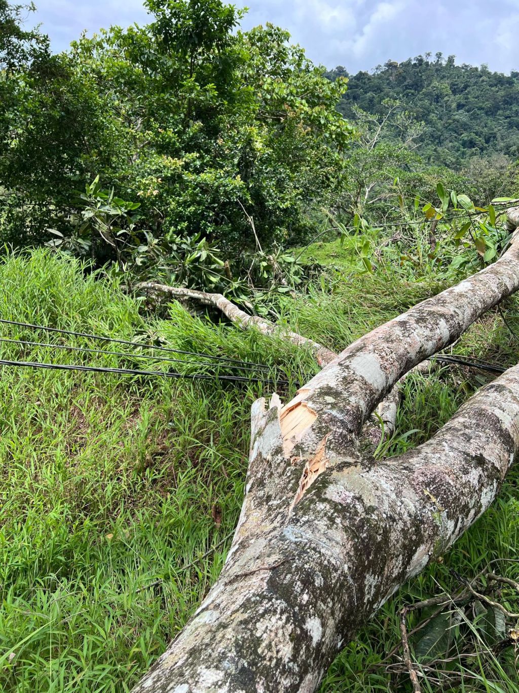 TALA DE ÁRBOLES AFECTA SERVICIOS DE COMUNICACIÓN Y ENERGÍA EN BOCAS DEL&nbsp;TORO