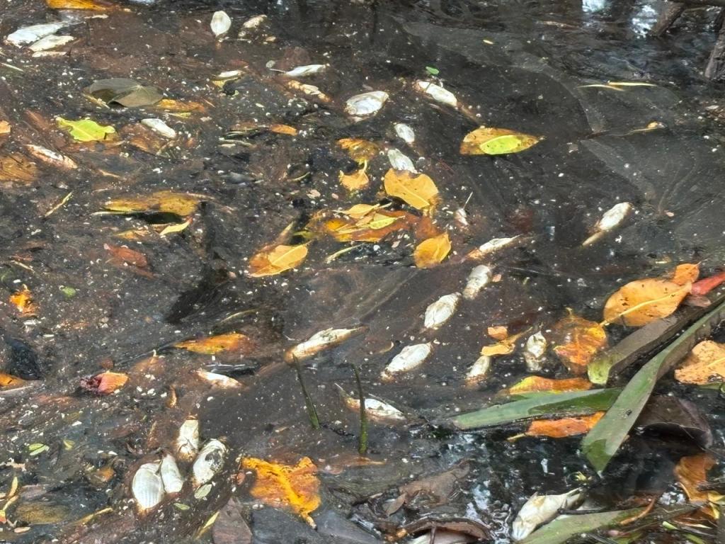 MiAMBIENTE INTERPONE DENUNCIA PENAL ANTE EL MINISTERIO PÚBLICO POR CONTAMINACIÓ Y MUERTE DE PECES EN ESTERO DE&nbsp;ALANJE